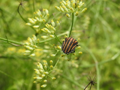 Graphosoma rubrolineatum