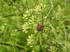 Graphosoma rubrolineatum