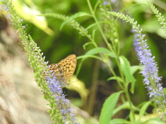 Argynnis paphia