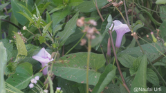 Ipomoea aquatica