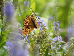 Argynnis paphia