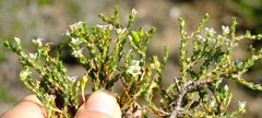 Diosma passerinoides