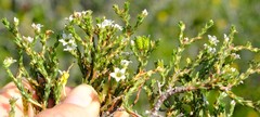 Diosma passerinoides