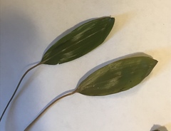 Potamogeton epihydrus