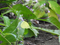Eurema mandarina