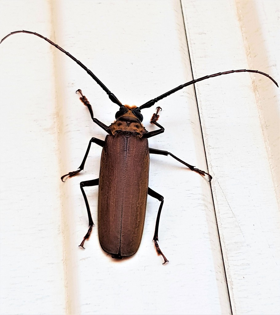 Orthomegas maryae