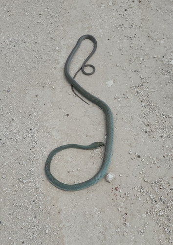 Schott's Whipsnake
