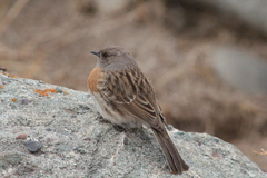 Prunella rubeculoides