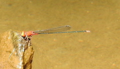 Pseudagrion pilidorsum declaratum