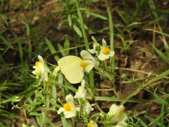 Eurema mandarina