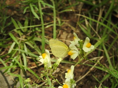 Eurema mandarina