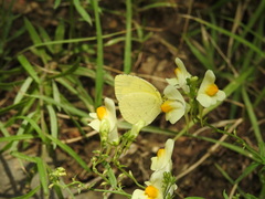 Eurema mandarina