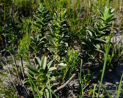 Lobostemon daltonii