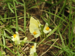 Eurema mandarina