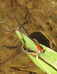 Pseudagrion pilidorsum declaratum