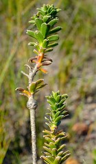 Lobostemon daltonii