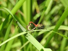 Sympetrum eroticum