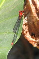 Pseudagrion pilidorsum declaratum