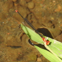 Pseudagrion pilidorsum declaratum