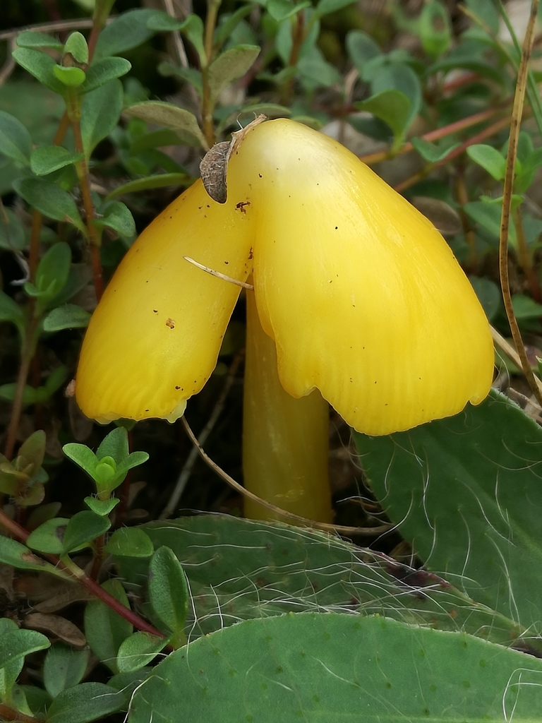 Hygrocybe subsect. Macrosporae
