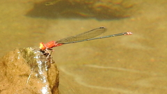 Pseudagrion pilidorsum declaratum