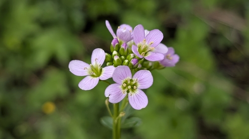 Image of Cardamine raphanifolia by (c) Joan Simon, some rights reserved (CC BY)