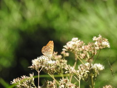 Argynnis paphia