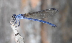 Euphaea lara