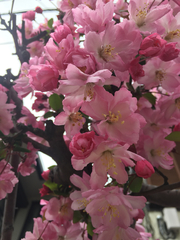 Prunus