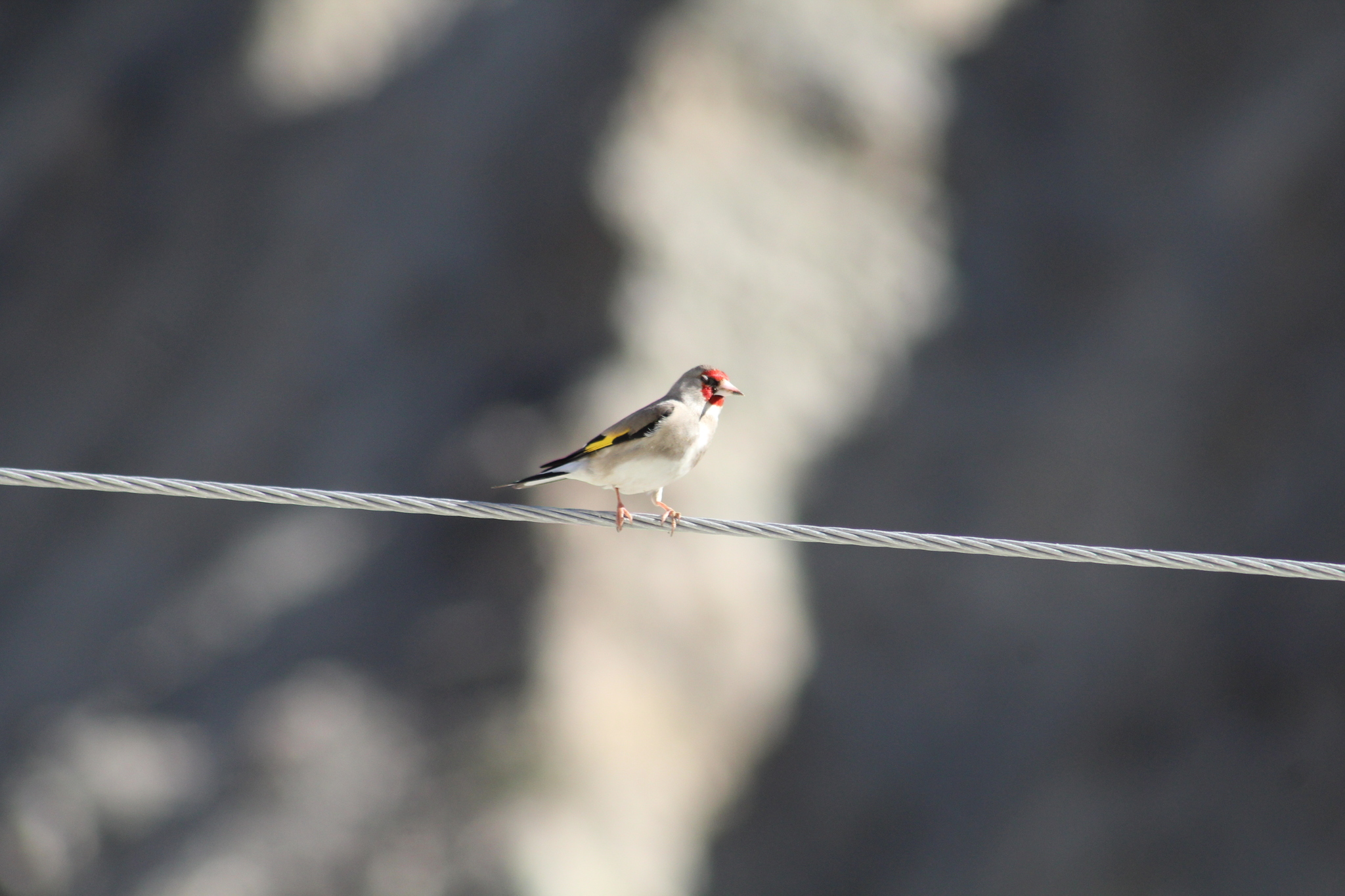 European Goldfinch