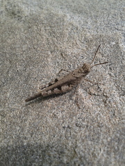 Trilophidia annulata