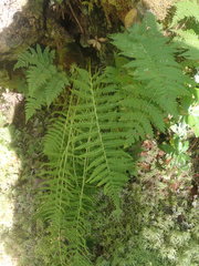 Coryphopteris simulata