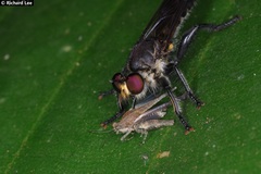 Laphriini
