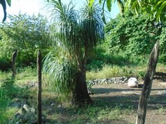 Beaucarnea recurvata