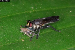 Laphriini