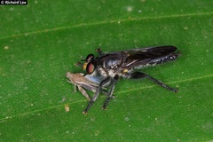 Laphriini