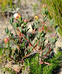 Lampranthus amabilis