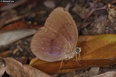 Faunis canens arcesilas