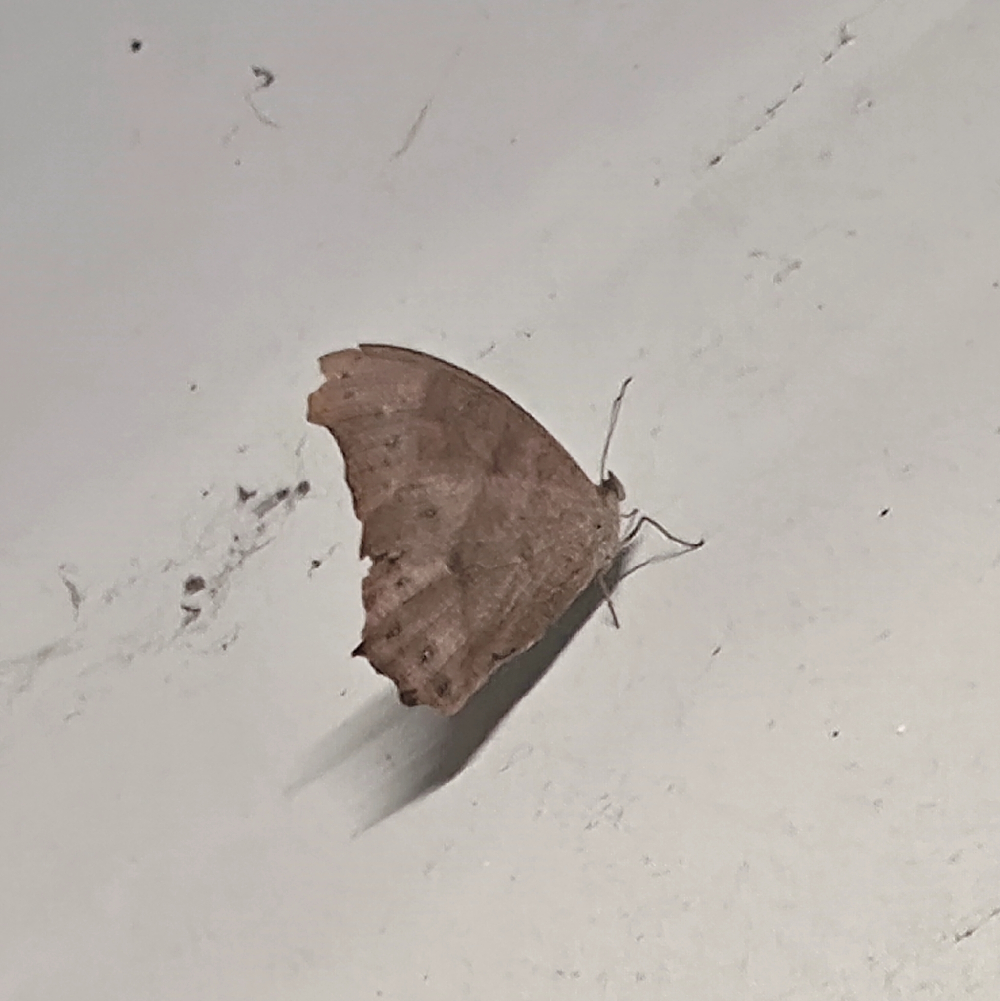 Common Evening Brown