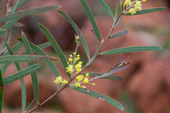 Acacia iteaphylla
