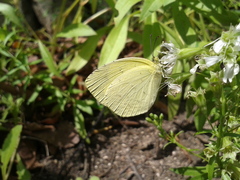 Eurema mandarina