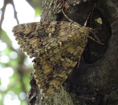 Catocala sponsa