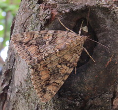 Catocala sponsa