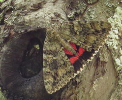 Catocala sponsa