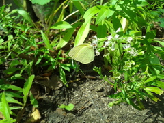 Eurema mandarina