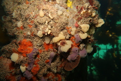 Calcarea
