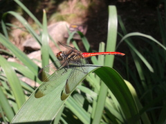 Sympetrum risi