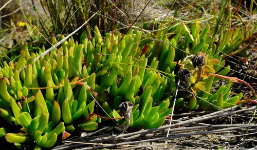 Potberg Tiptoothfig (Acrodon caespitosus) · iNaturalist