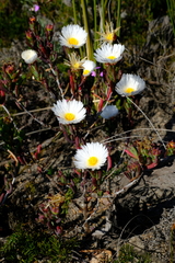 Lampranthus amabilis