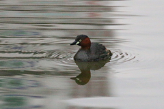Tachybaptus ruficollis